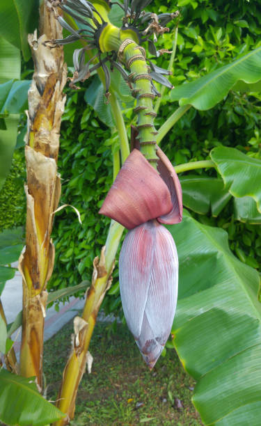 istock Banana flower on a branch with leaves 1147374934