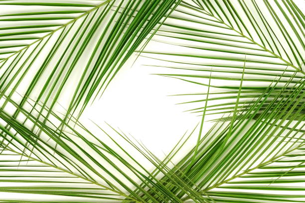istock tropical green palm leaves pattern . Plant abstract background. flat lay, top view.copy space 1147375059
