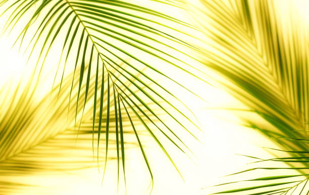 istock tropical green palm leaves pattern . Plant abstract background. flat lay, top view.copy space 1147375328