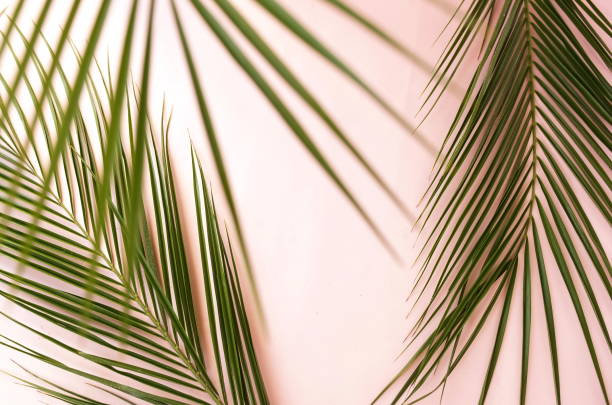 istock tropical green palm leaves pattern . Plant abstract background. flat lay, top view.copy space 1147375563