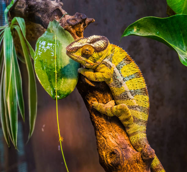 녹색과 검은 줄무늬 표범 카멜레온의 근접 촬영, 마다가스카르에서 화려한 열 대 도마뱀, 인기 있는 이국적인 화려한 애완 동물 - chameleon reptile madagascar animal 뉴스 사진 이미지