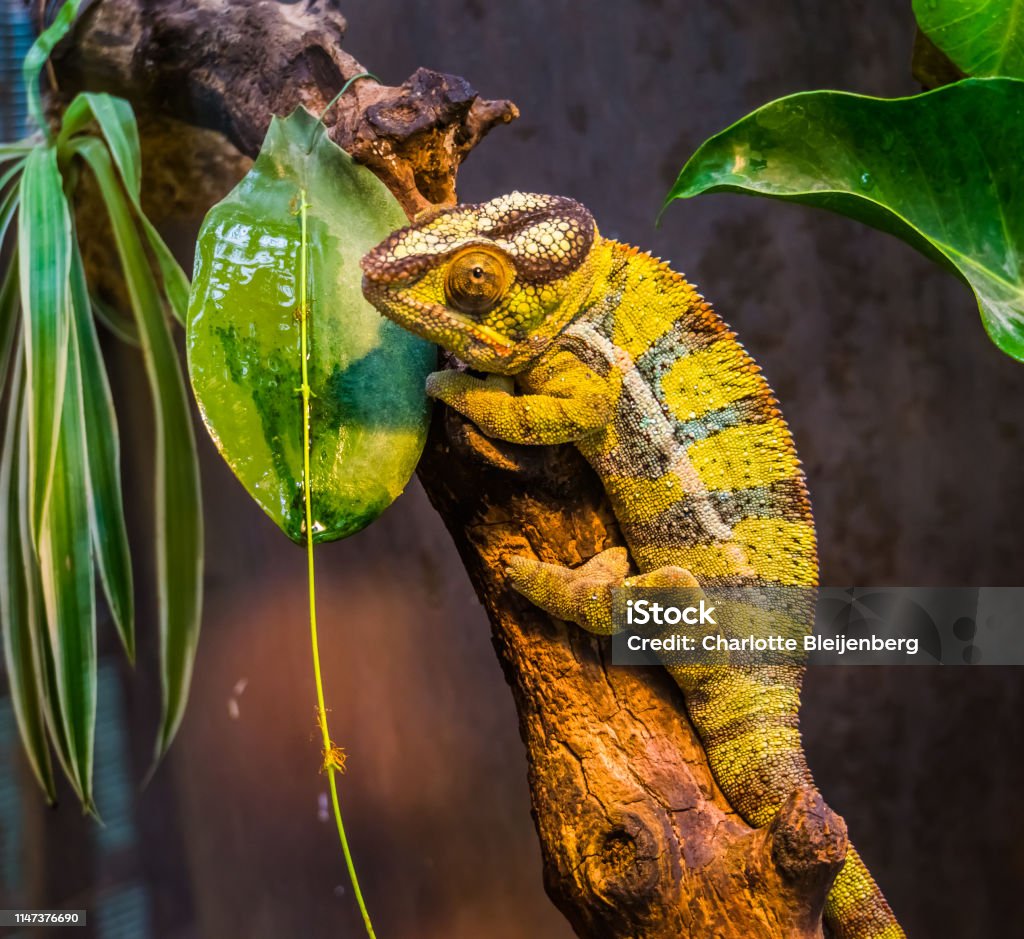 closeup of a green and black banded panther chameleon, colorful tropical lizard from madagascar, popular exotic and colorful pet Adaptation - Concept Stock Photo