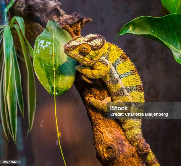 Closeup Of A Green And Black Banded Panther Chameleon Colorful Tropical Lizard From Madagascar Popular Exotic And Colorful Pet Stock Photo - Download Image Now