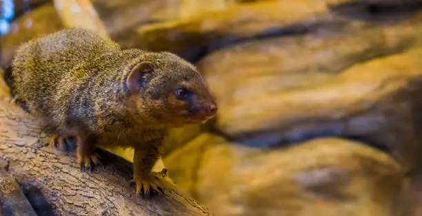 Photo of Closeup of a common dwarf mongoose walking over a branch, cute and popular pet, tropical animal from Africa