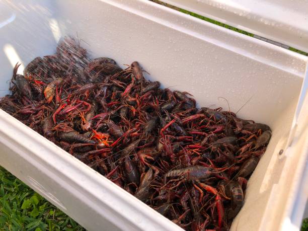 istock Large pile of crayfish in a white cooler 1147376759
