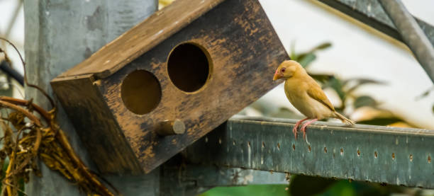 Female java rice sparrow sitting on a metal beam in the aviary, popular tropical pet, Endangered bird from Indonesia
