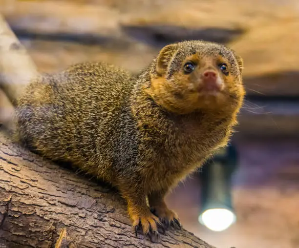 Photo of the face of a common dwarf mongoose looking into the camera, cute and popular pet, tropical animal from Africa