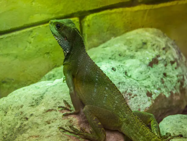 Photo of Chinese water dragon lizard sitting on a rock, tropical reptile from Asia