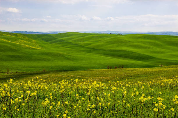 istock Crete Senesi hills in Tuscany 1147378048