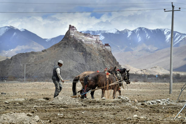 A ploughman works the fields in Tibet with the distant ancient citadel of Gyantse Dzong and Himalayan Mountains