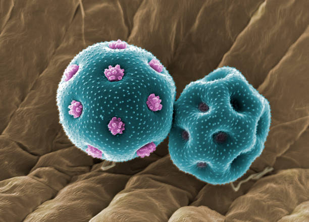 꽃가루 곡물 (스텔라이 니 네아), sem - pollen grain 뉴스 사진 이미지