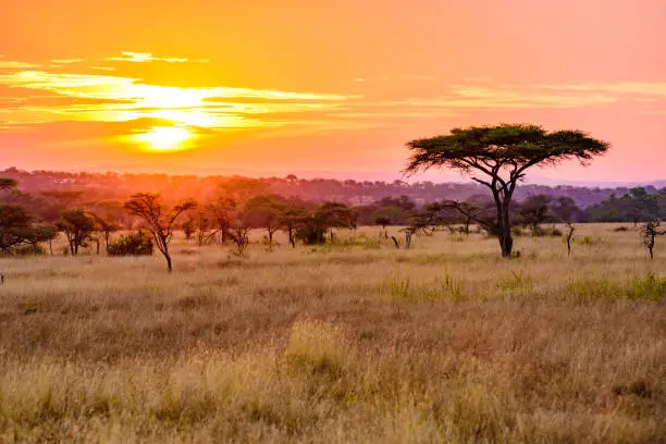 Photo of Sunset in savannah of Africa with acacia trees, Safari in Serengeti of Tanzania