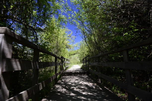 road to the forest