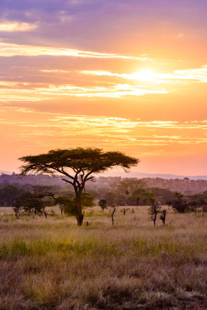 Sunset in savannah of Africa with acacia trees, Safari in Serengeti of Tanzania Sunset in savannah of Africa with acacia trees, Safari in Serengeti of Tanzania serengeti national park tanzania stock pictures, royalty-free photos & images