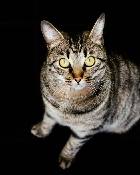 istock Domestic cat with yellow eyes. 1147379827