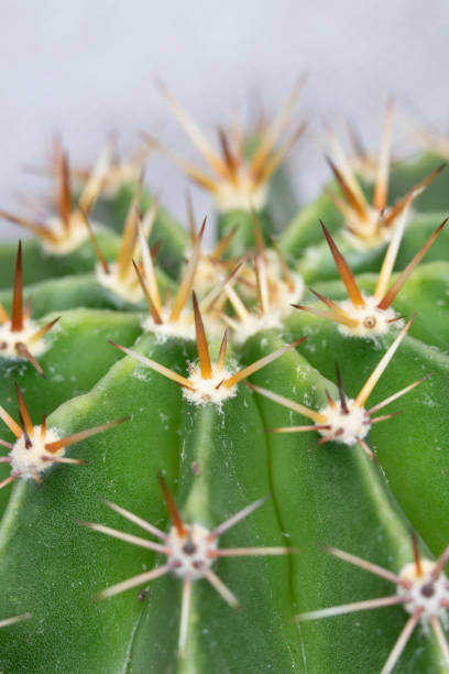 istock Abstract Close Up of a Cactus Succulent Plant 1147380636