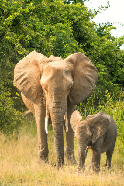 istock African Elephant family in Wildlife 1147381232