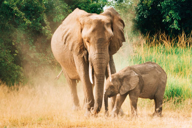 istock African Elephant family in Wildlife 1147381408
