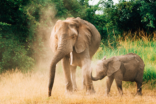 African Elephant family in Wildlife