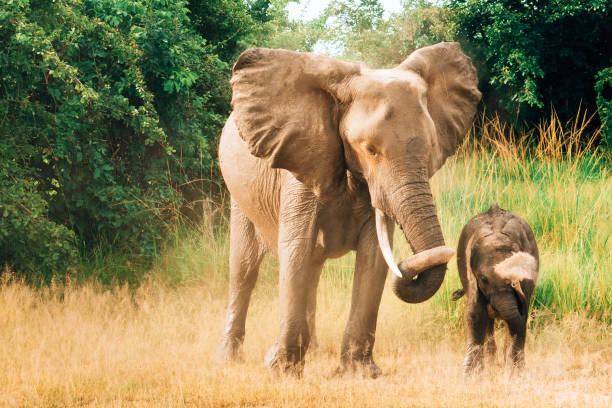 istock African Elephant family in Wildlife 1147381571