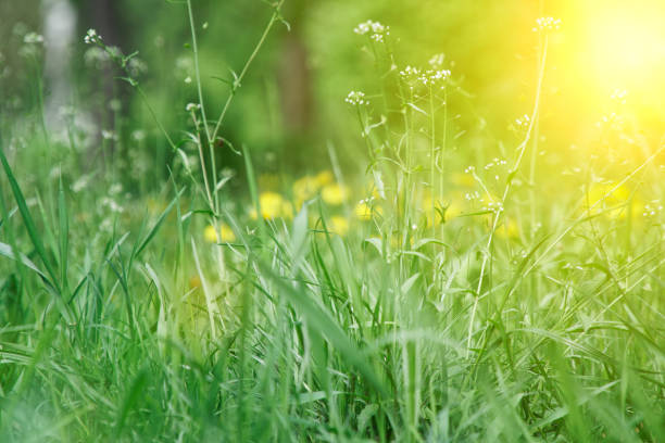 istock Fresh grass with close up stem and field flowers 1147381588