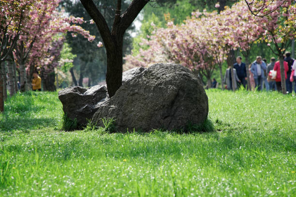 Sacura tree alley and decorative stone in middle