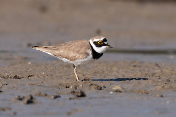 istock The little ringed plover, real wildlife 1147382694