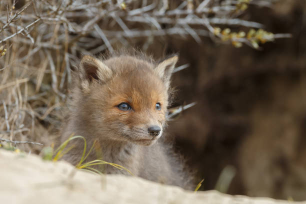 istock Red fox cub in nature on a sunny day in springtime 1147382701