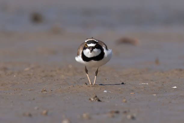 istock The little ringed plover, real wildlife 1147382703
