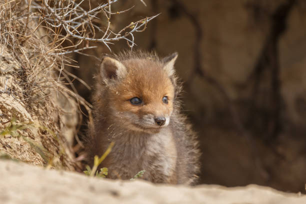 istock Red fox cub in nature on a sunny day in springtime 1147382706