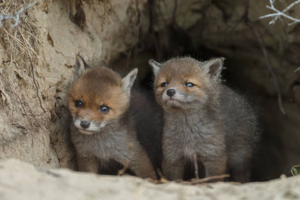 istock Red fox cub in nature on a sunny day in springtime 1147382716