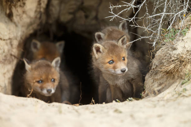 istock Red fox cub in nature on a sunny day in springtime 1147382721