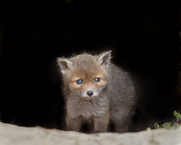 istock Red fox cub in nature on a sunny day in springtime 1147382722