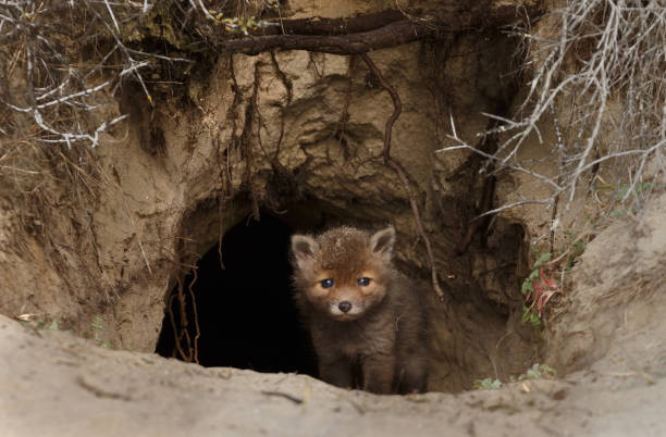 istock Red fox cub in nature on a sunny day in springtime 1147382730