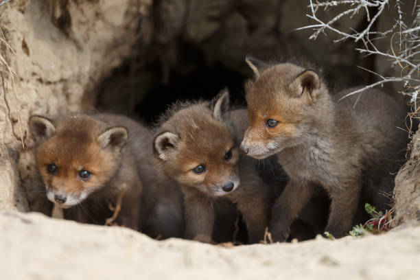 istock Red fox cub in nature on a sunny day in springtime 1147382732