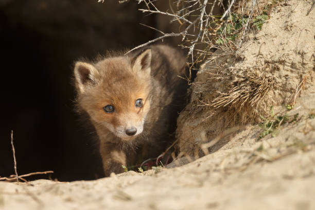 istock Red fox cub in nature on a sunny day in springtime 1147382733