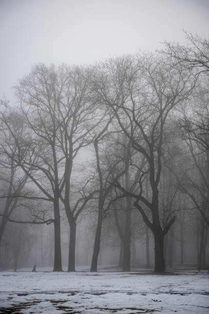 istock naked tree trunks in misty day in park 1147382735