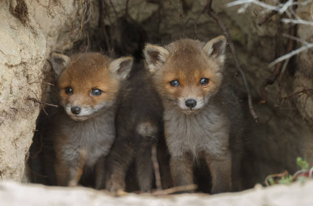 istock Red fox cub in nature on a sunny day in springtime 1147382749