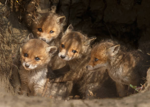 istock Red fox cub in nature on a sunny day in springtime 1147382752