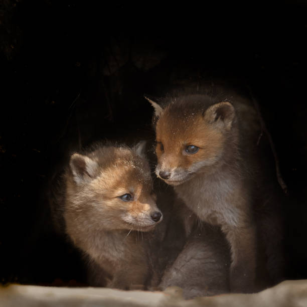 istock Red fox cub in nature on a sunny day in springtime 1147382753