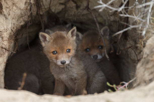 istock Red fox cub in nature on a sunny day in springtime 1147382762