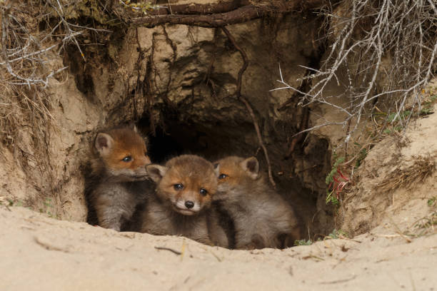 istock Red fox cub in nature on a sunny day in springtime 1147382763