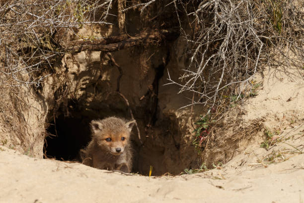istock Red fox cub in nature on a sunny day in springtime 1147382764
