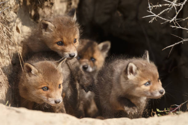 istock Red fox cub in nature on a sunny day in springtime 1147382775