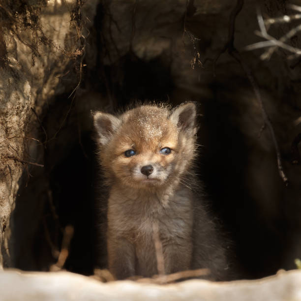 istock Red fox cub in nature on a sunny day in springtime 1147382779