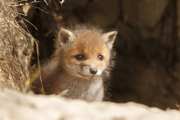 istock Red fox cub in nature on a sunny day in springtime 1147382780