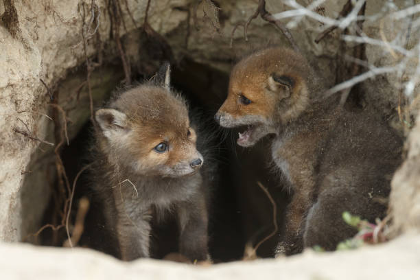 istock Red fox cub in nature on a sunny day in springtime 1147382789
