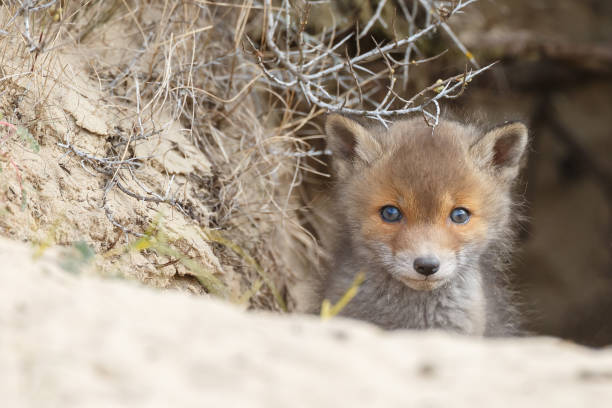 istock Red fox cub in nature on a sunny day in springtime 1147382791