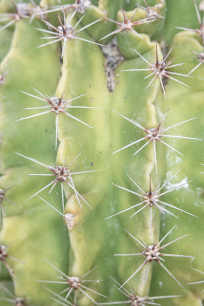 istock Abstract Close Up of a Cactus Succulent Plant 1147382847