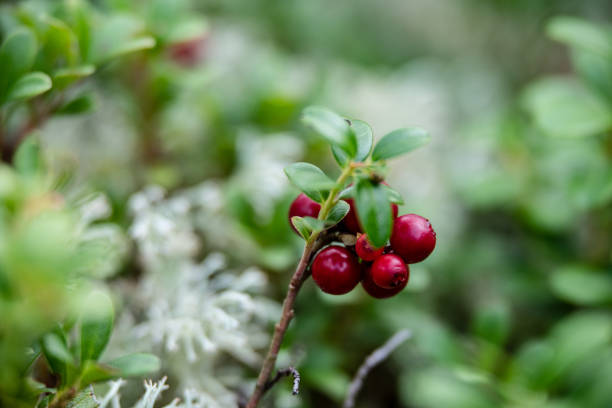 istock red lingonberry cranberries growing in moss in forest 1147383088